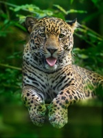 Jaguar americky - Panthera onca - Jaguar o3749-1